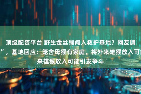 顶级配资平台 野生金丝猴闯入救护基地？网友调侃“找配偶”，基地回应：笼舍母猴有家庭，将外来雄猴放入可能引发争斗